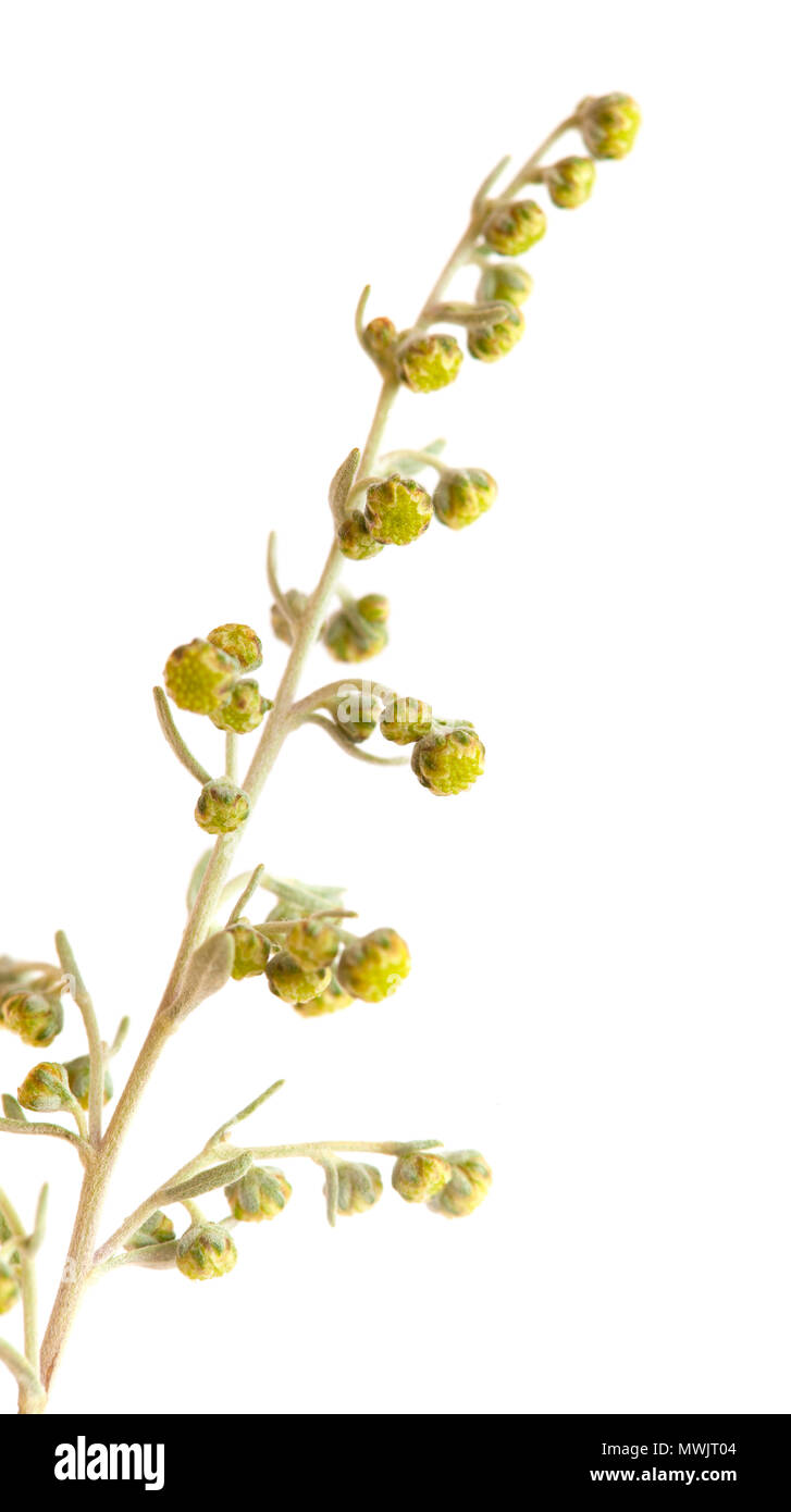 Divina artemisia video