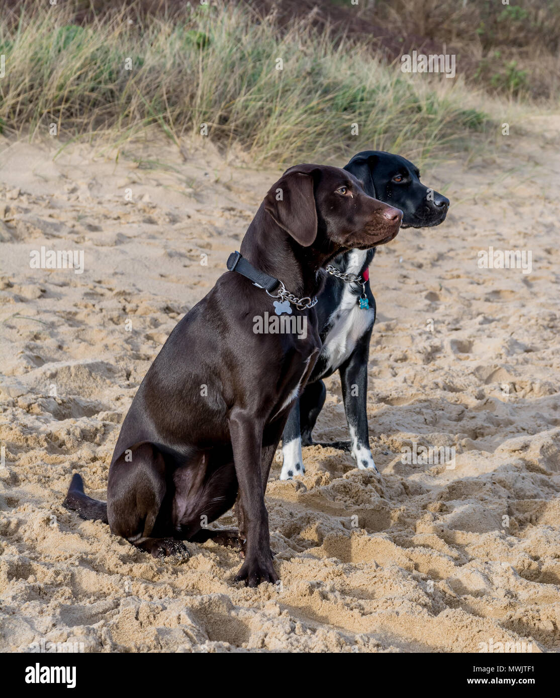 A brown dog and and a ball dog sitting to attention on a sandy
