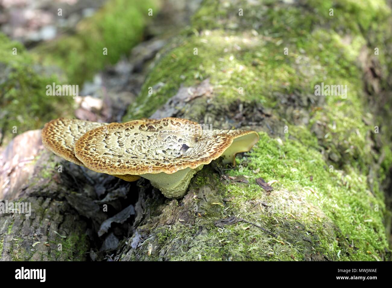 Dryad's saddle, also called pheasant's back mushroom, Polyporus squamosus. a wild mushroom from Finland Stock Photo