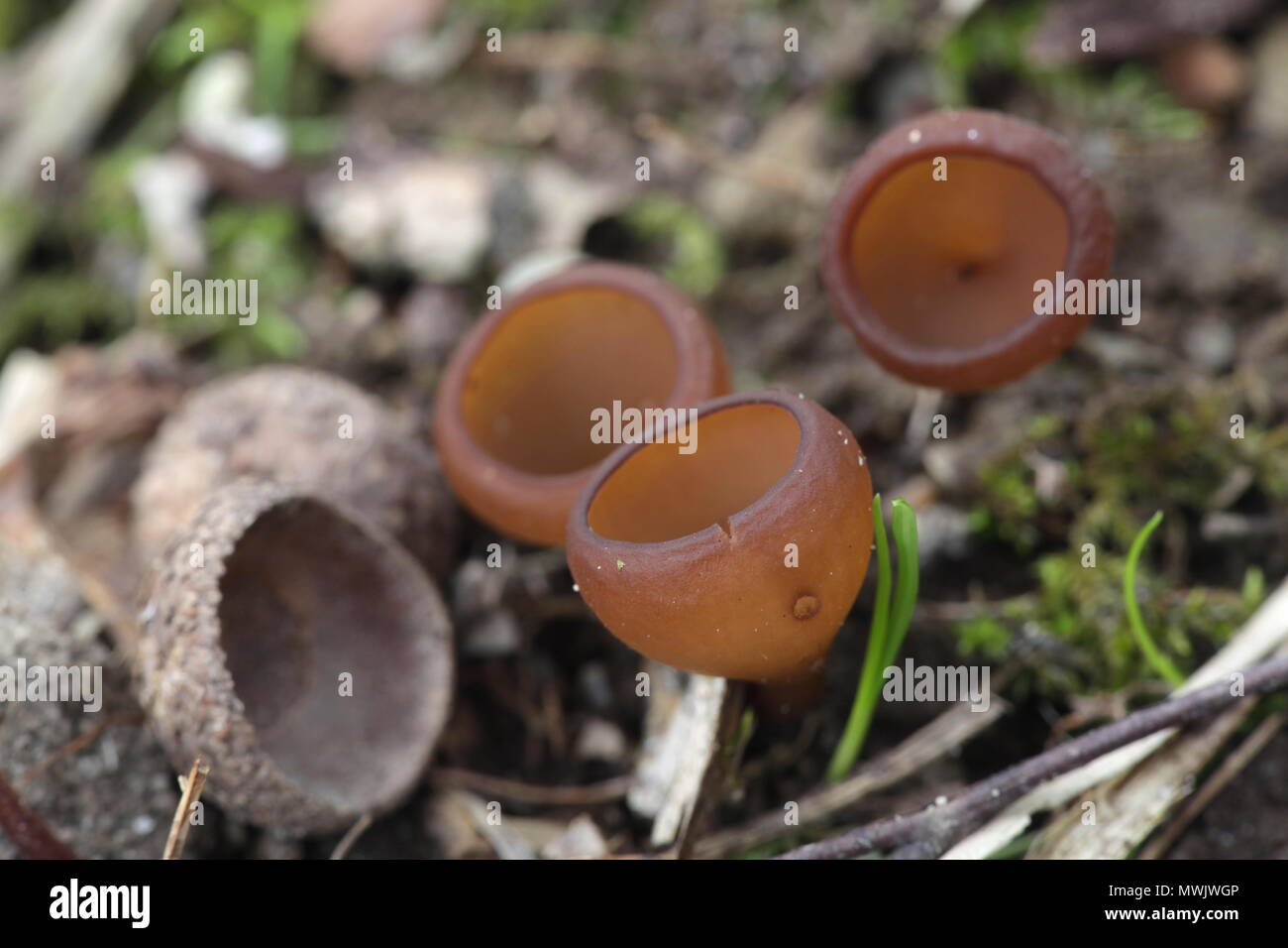 Anemone cup, Dumontinia tuberosa, wild mushroom from Finland Stock Photo