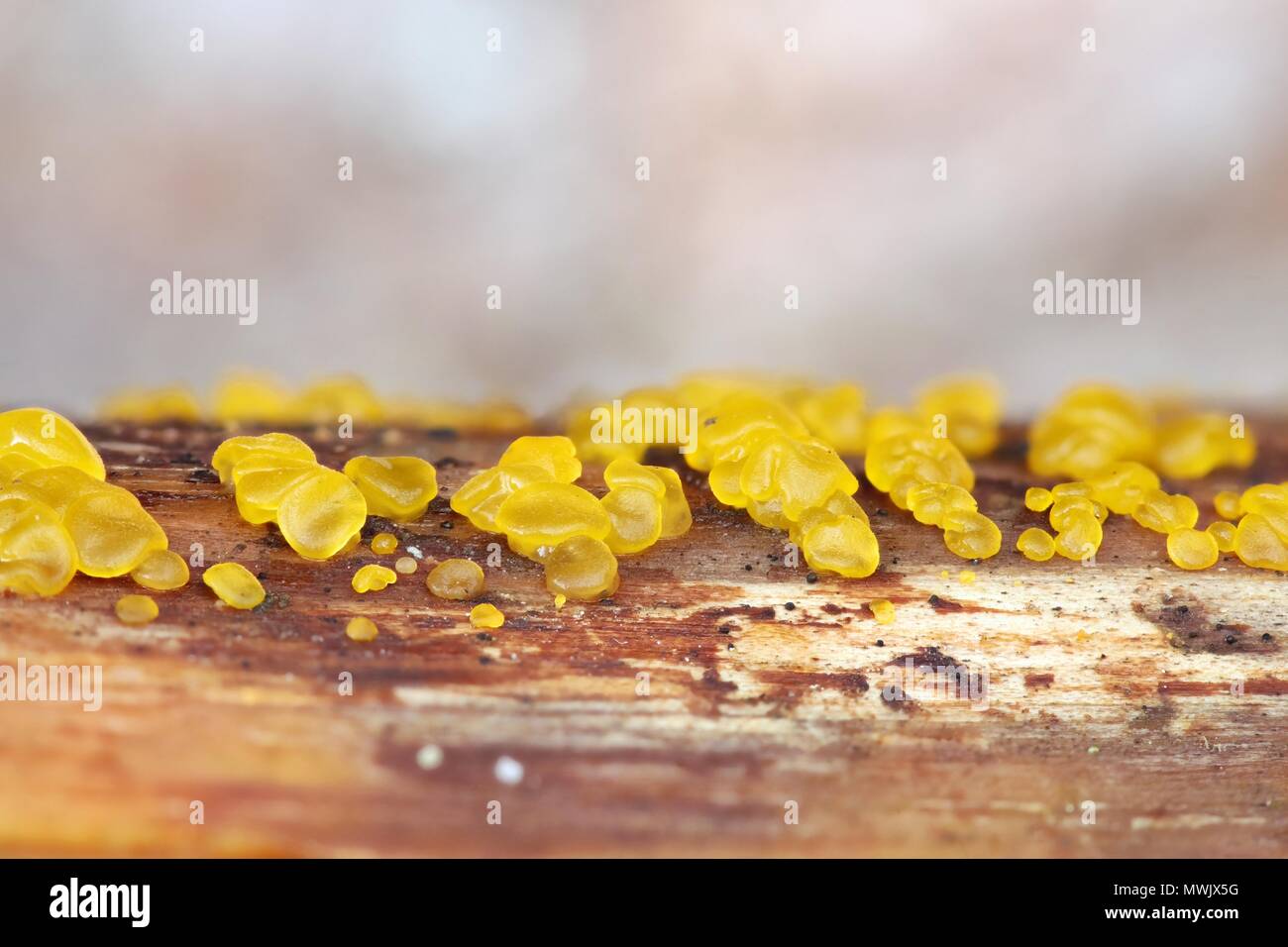 Common jellyspot fungus, Dacrymyces sp, wild fungus from Finland Stock Photo
