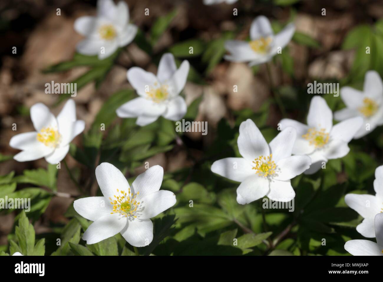 Wood anemone, also called windflower, thimbleweed, and smell fox Stock