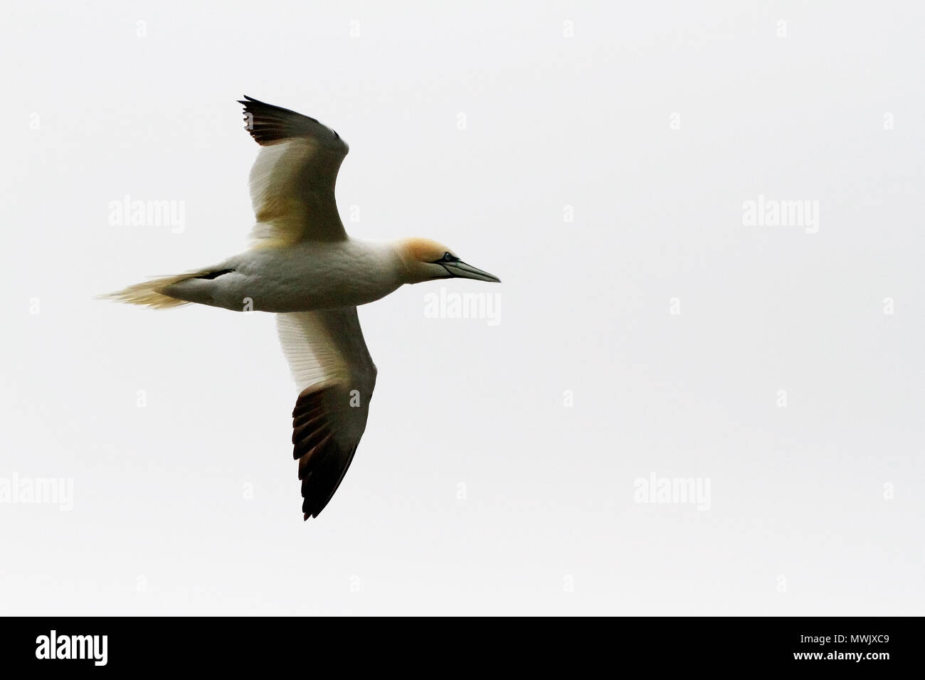 One of the largest seabirds of the North Atlantic, the northern gannet is spectacular as it plunges into the sea in pursuit of fish. Stock Photo