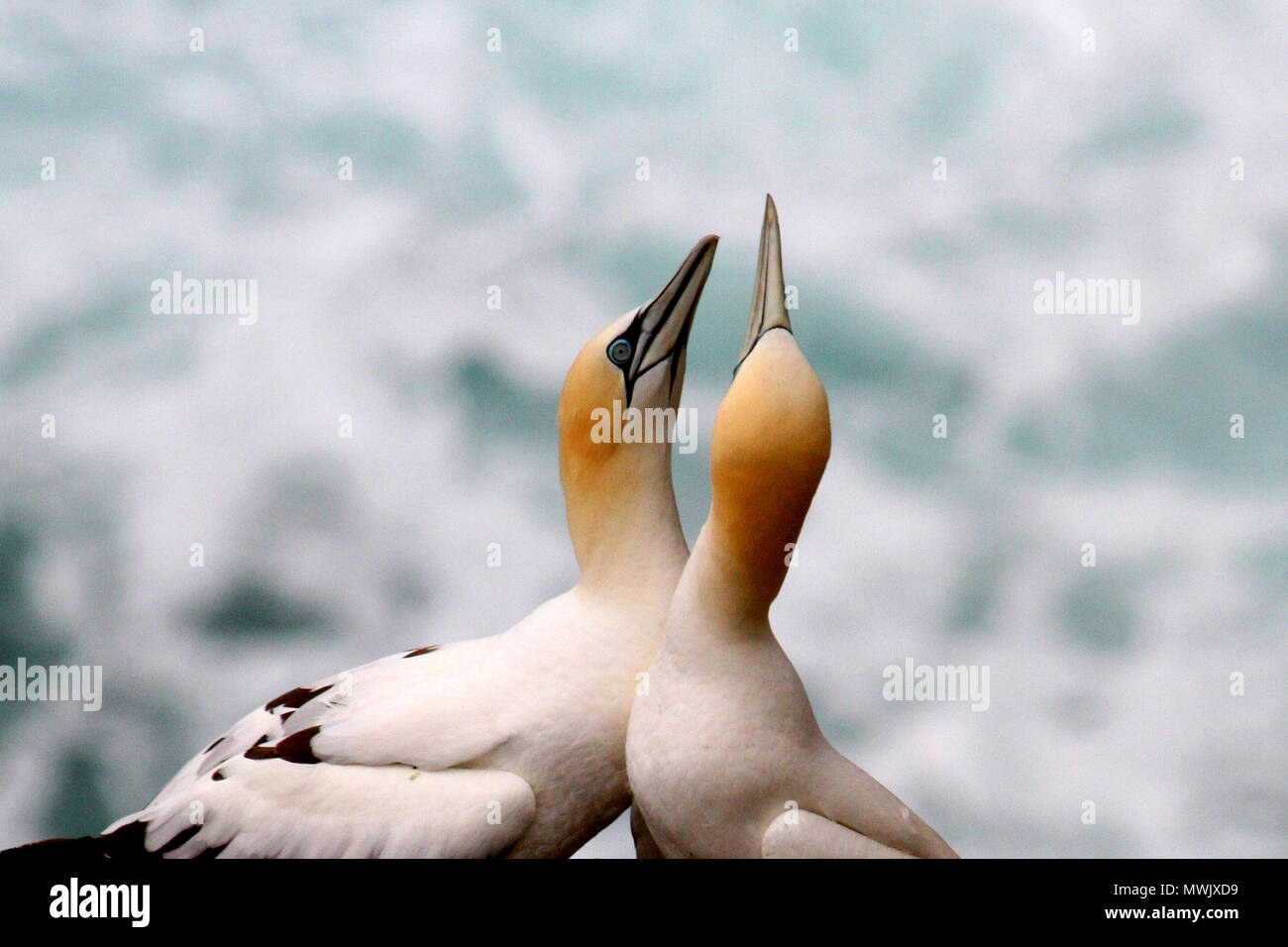 One of the largest seabirds of the North Atlantic, the northern gannet is spectacular as it plunges into the sea in pursuit of fish. Stock Photo
