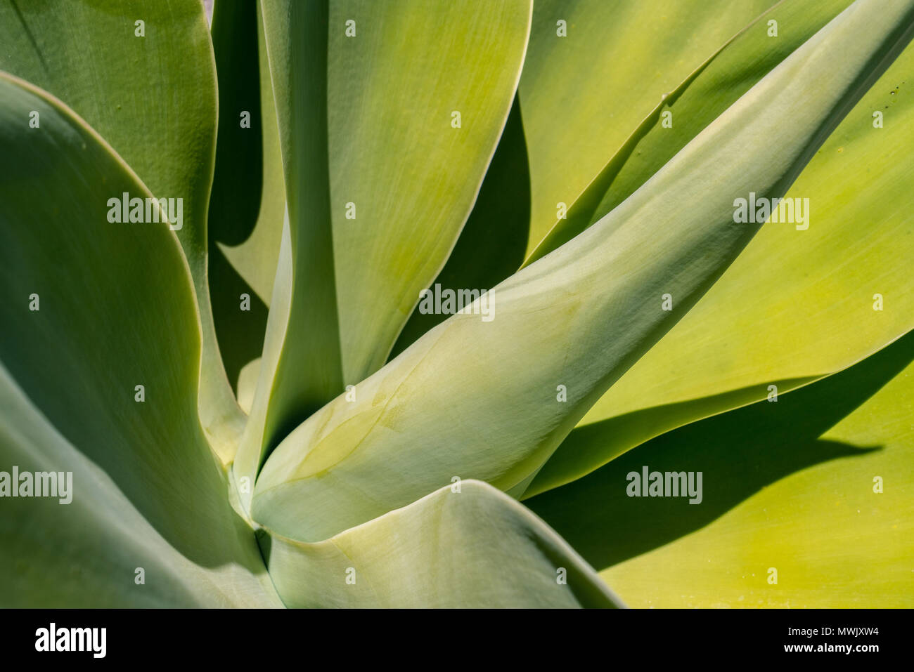 Images of succulents and different flowering plants found on Balboa Island, CA. Stock Photo