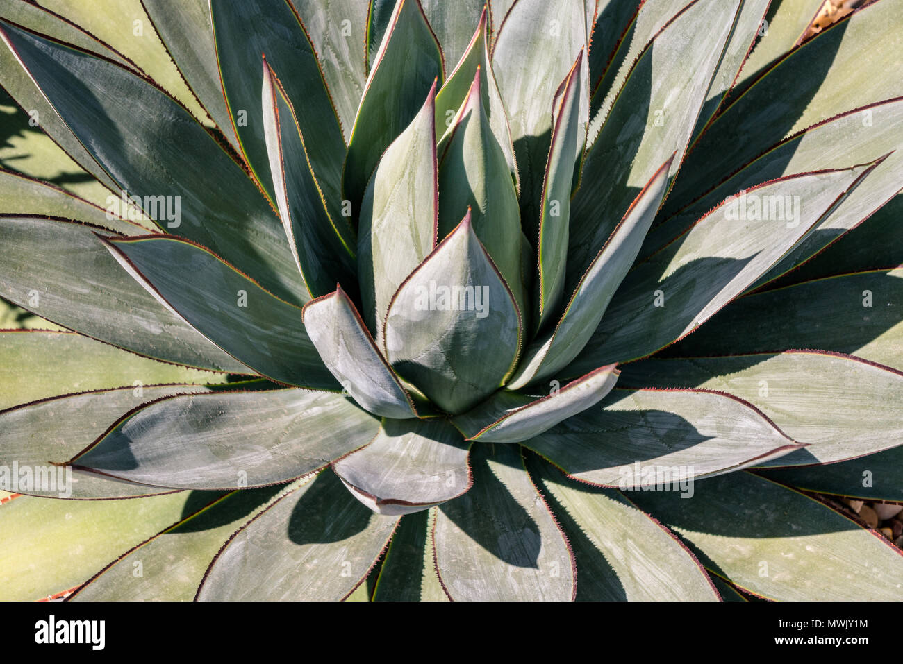 Images of succulents and different flowering plants found on Balboa Island, CA. Stock Photo
