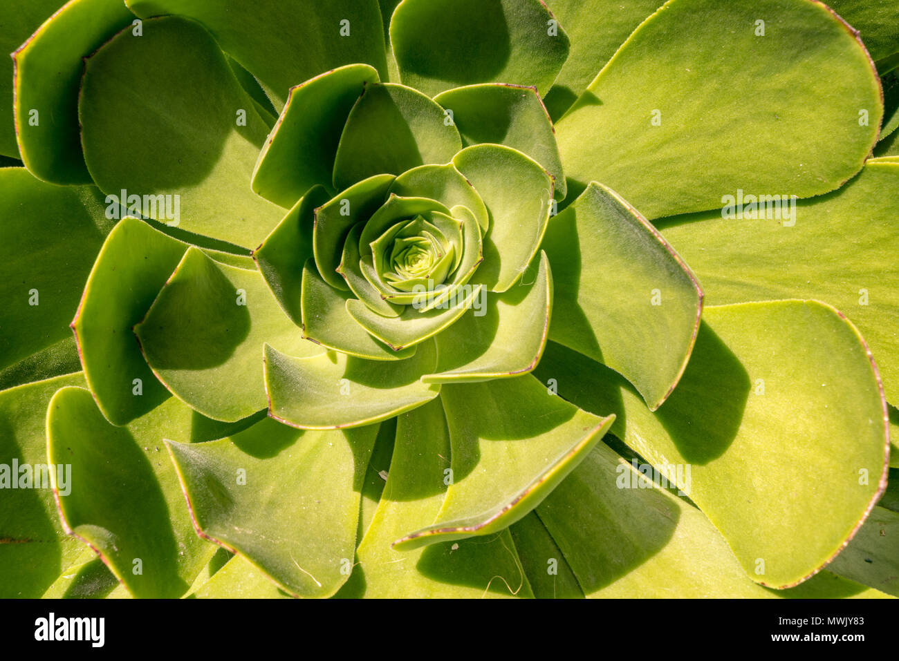 Images of succulents and different flowering plants found on Balboa Island, CA. Stock Photo