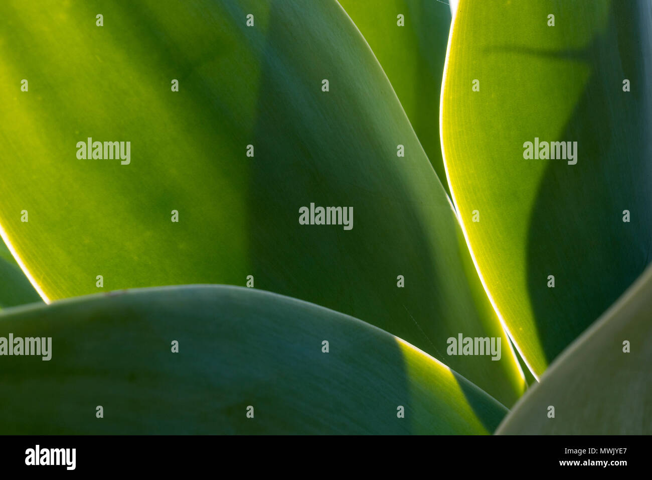 Images of succulents and different flowering plants found on Balboa Island, CA. Stock Photo