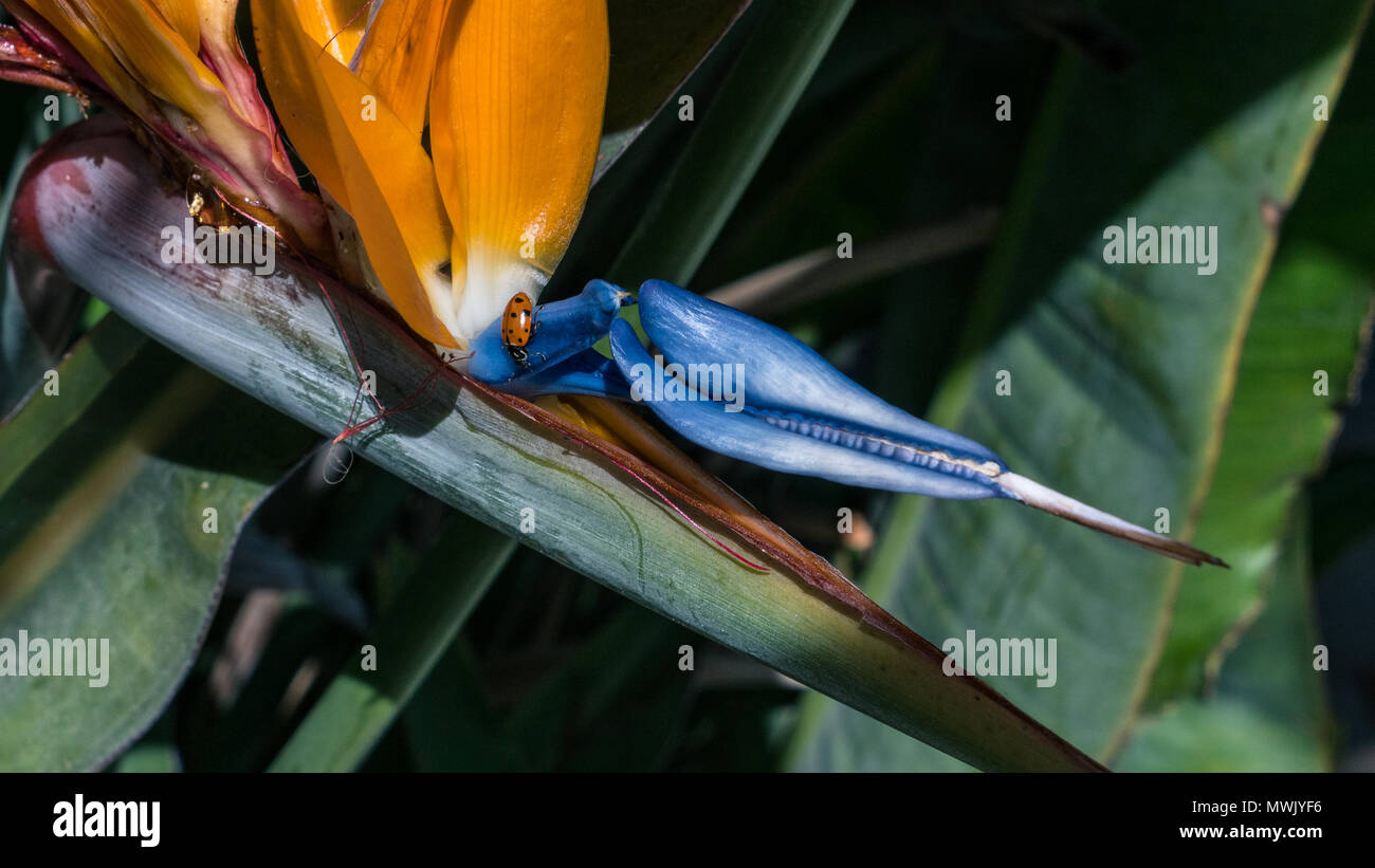 Images of succulents and different flowering plants found on Balboa Island, CA. Stock Photo