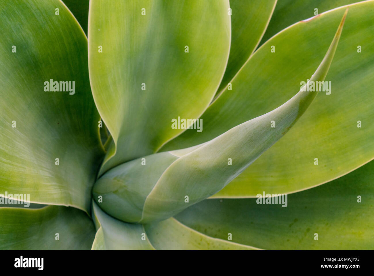 Images of succulents and different flowering plants found on Balboa Island, CA. Stock Photo