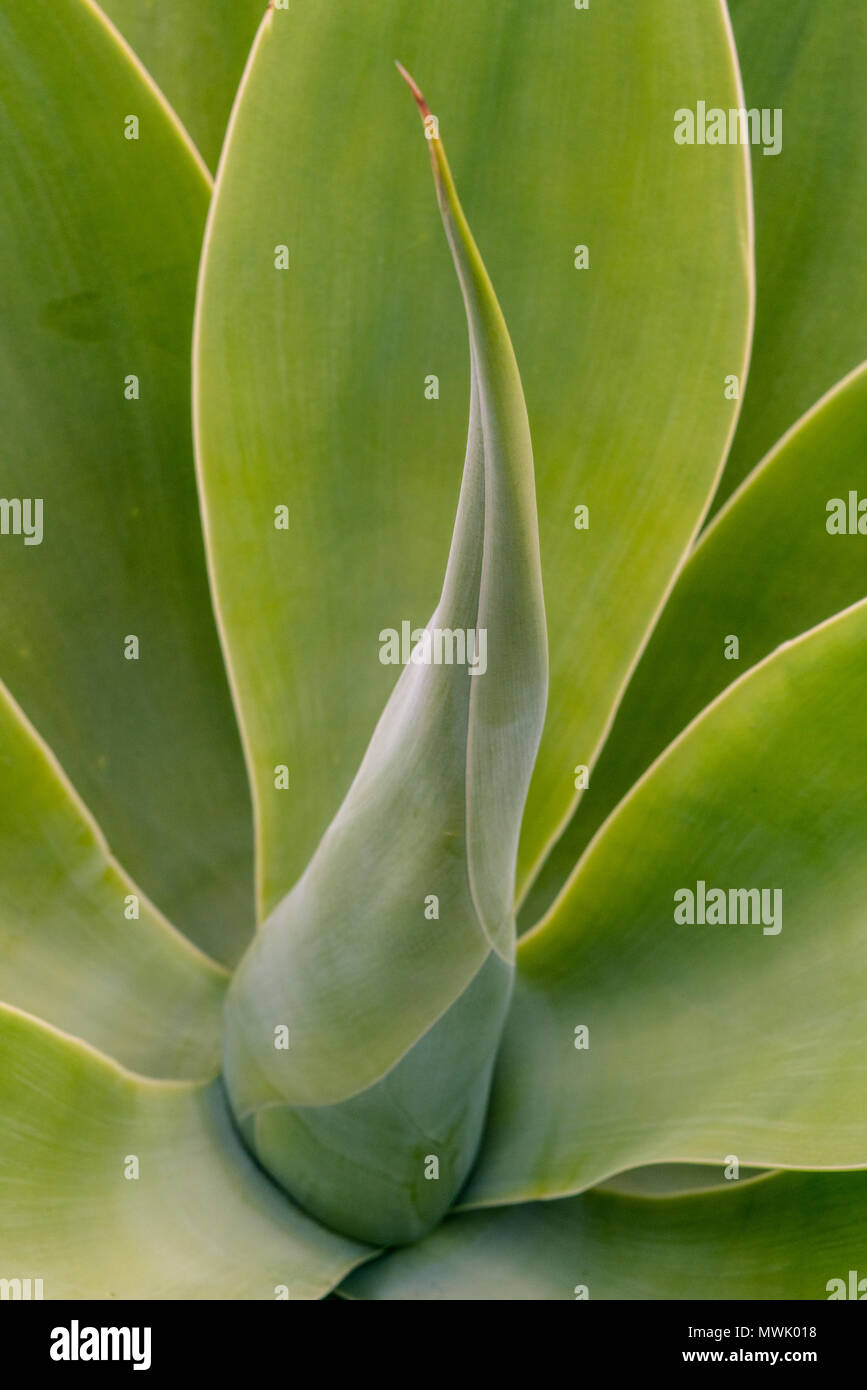 Images of succulents and different flowering plants found on Balboa Island, CA. Stock Photo