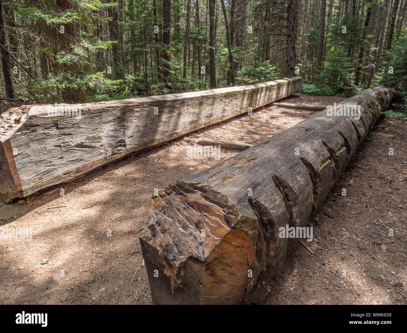 Squared logs, Algonquin Logging Museum, Algonquin Provincial Park, Ontario, Canada. Stock Photo