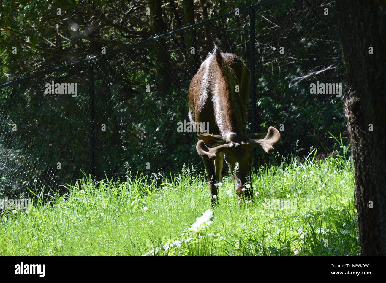 Moose grazing in the woods Stock Photo