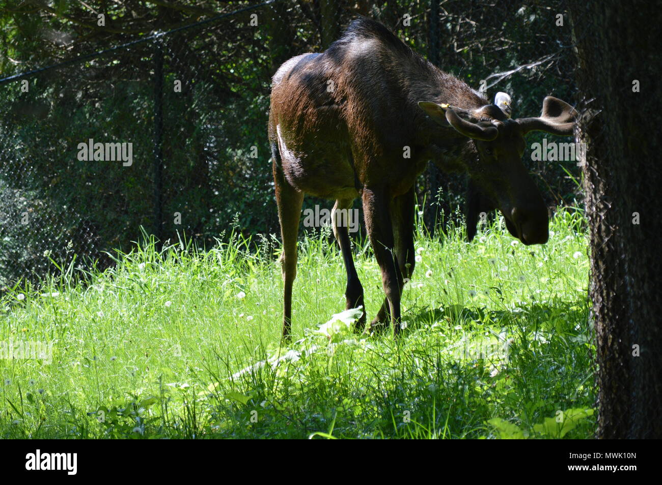 Moose grazing in the woods Stock Photo