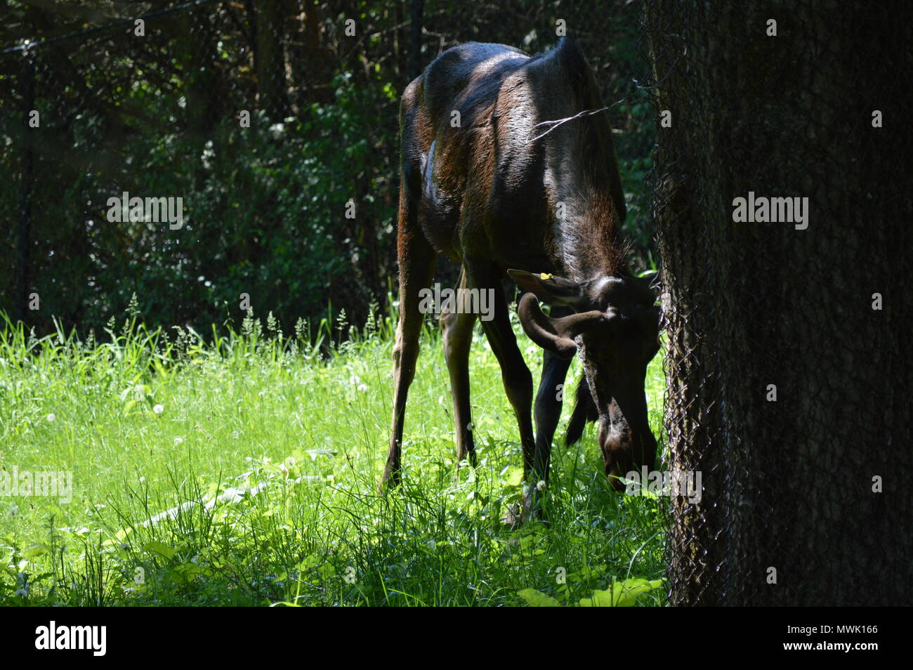 Moose grazing in the woods Stock Photo