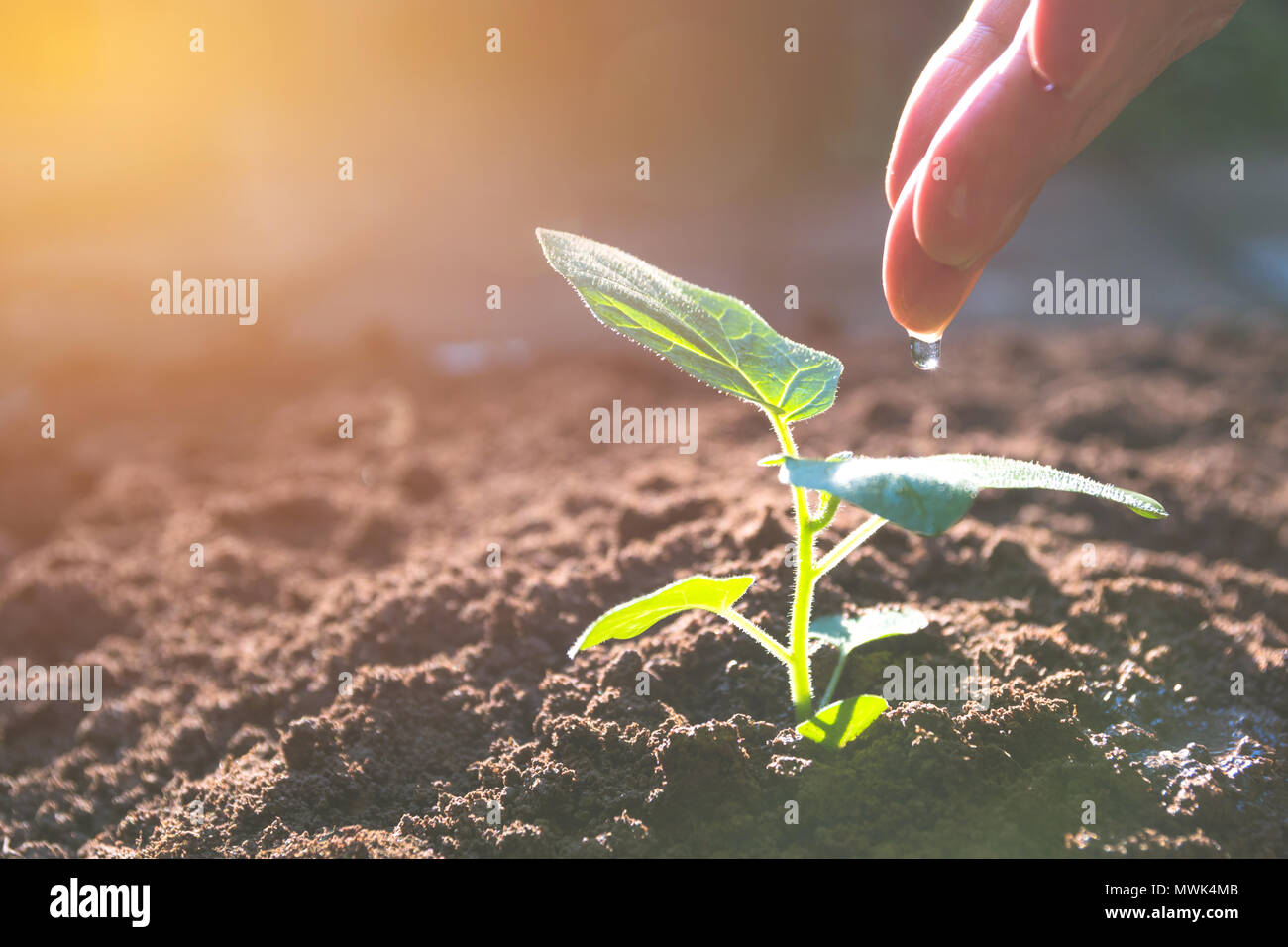 Pouring a young plant from hand. Gardening and watering plants Stock