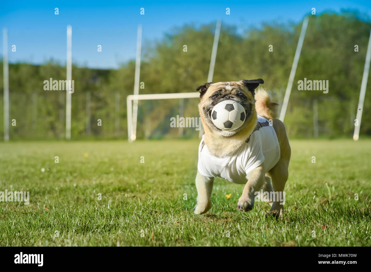 Dog wearing a football jersey Stock Photo - Alamy