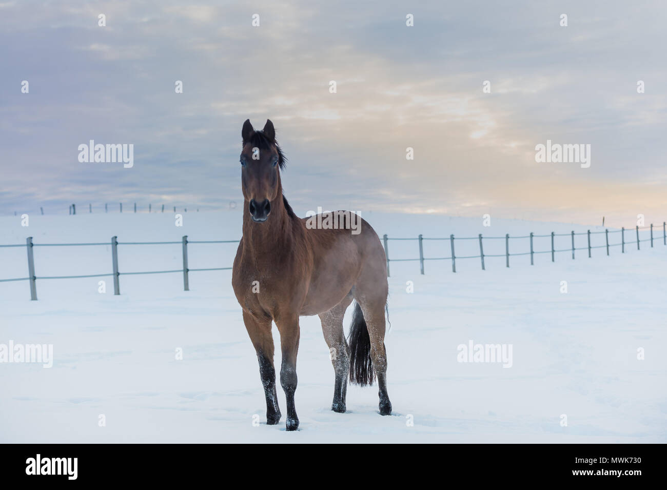 A dark brown breed horse stands in white snowy landscape. Winter's day comes to an end and the sky shows a bright sunset. Beautiful winter picture. Stock Photo