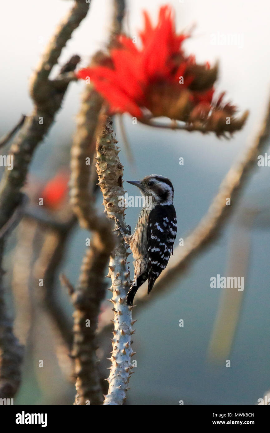 Grey-capped pygmy woodpecker (Yungipicus canicapillus), Satchari National Park, Habiganj, Bangladesh Stock Photo