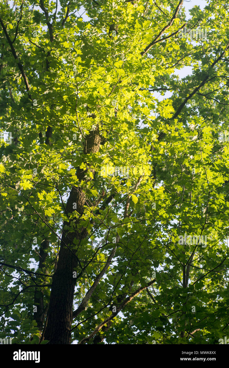 Spring sunshine oak tree hi-res stock photography and images - Alamy