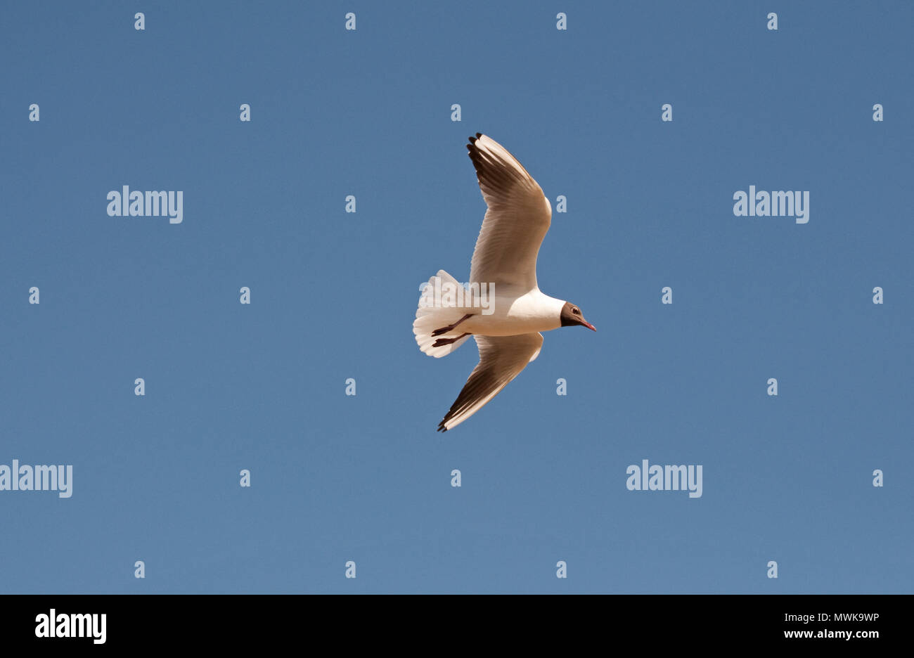 Black Headed Gull in flight Stock Photo