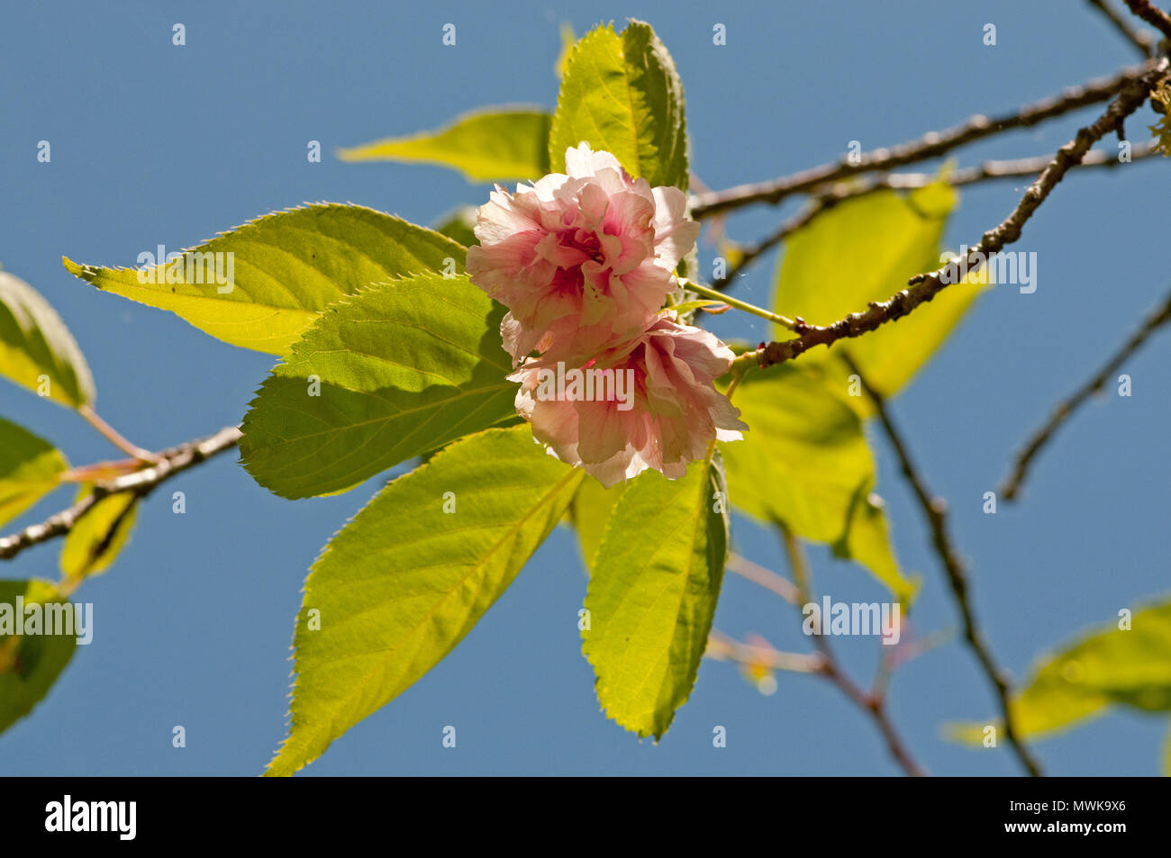 Cherry tree blossom Stock Photo