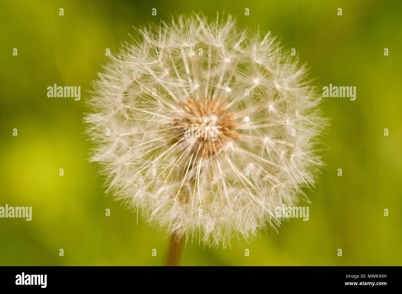 Dandelion seed head Stock Photo