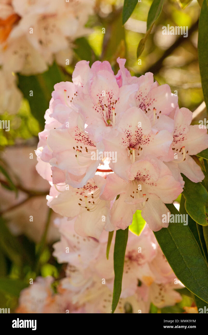 White Rhododendron Flowers Stock Photo