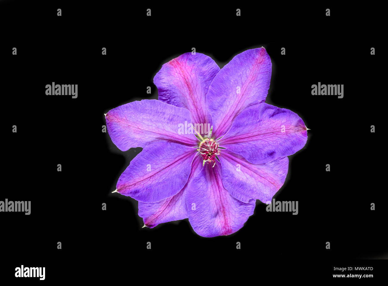 An eight petal purple coloured flower from a clematis Elsa Spath climbing plant. Stock Photo