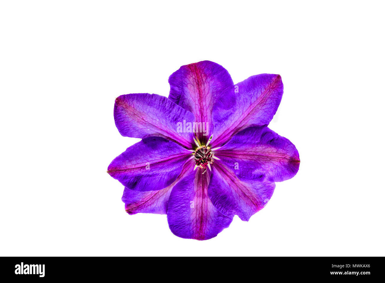 An eight petal purple colored flower from a clematis Elsa Spath climbing plant. Stock Photo