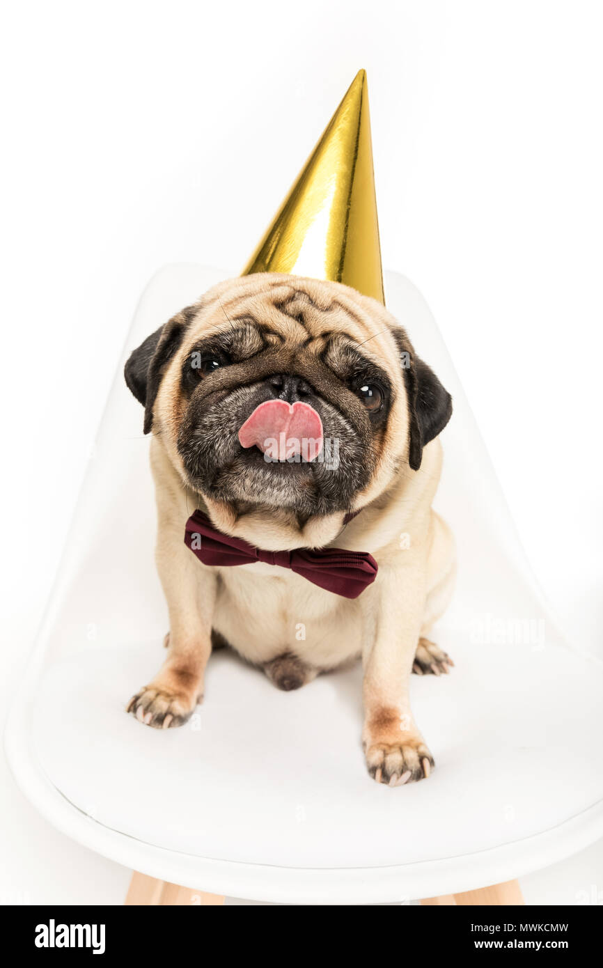 pug with party hat