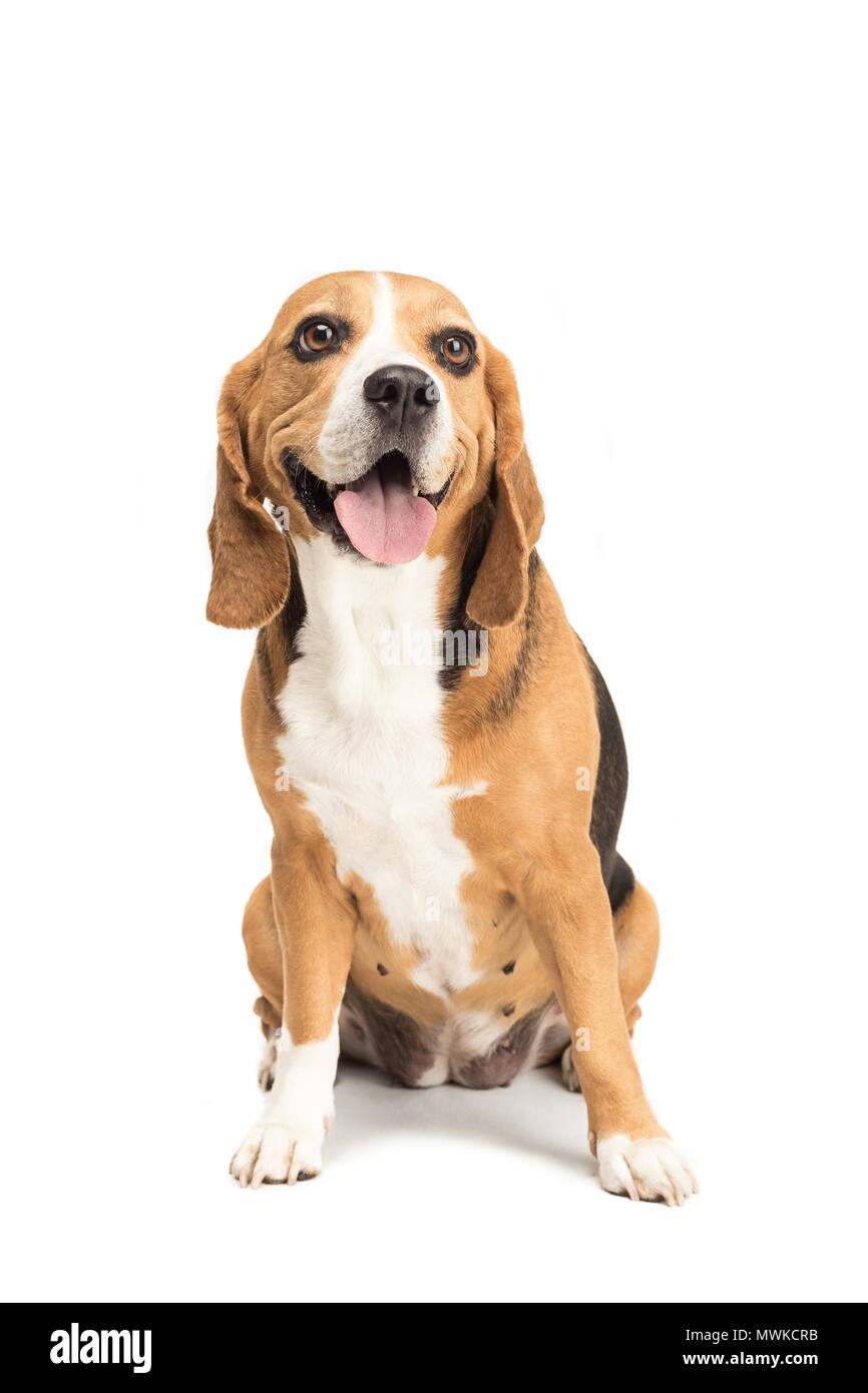 Hairy beagle sale