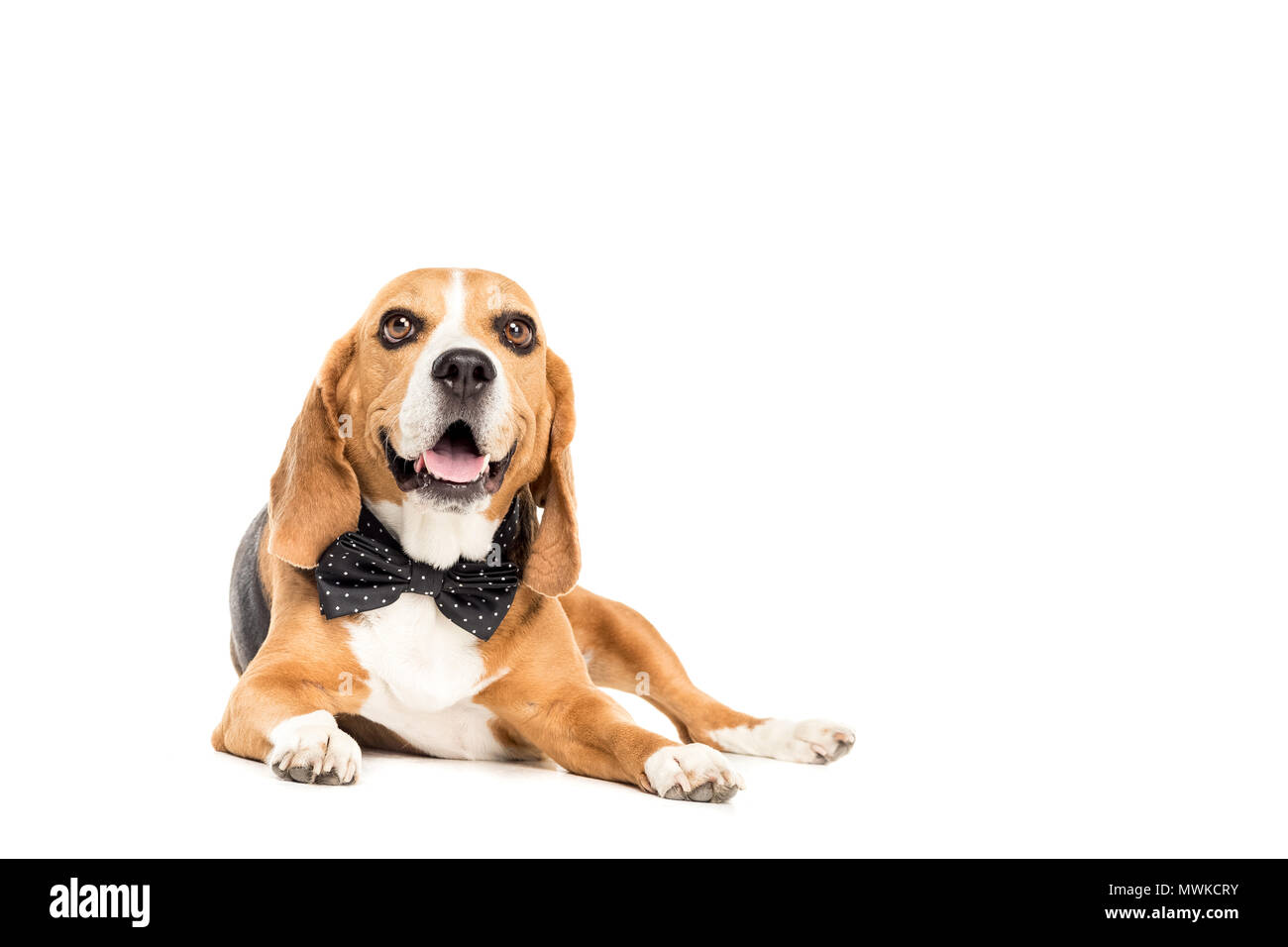 beagle bow tie