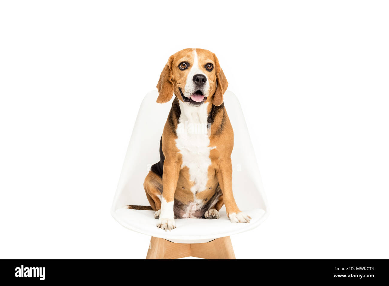 cute beagle dog sitting on chair, isolated on white Stock Photo - Alamy