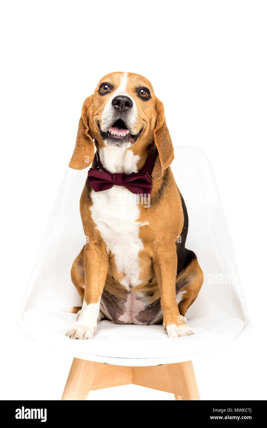 beagle dog in bow tie sitting on chair, isolated on white Stock Photo ...
