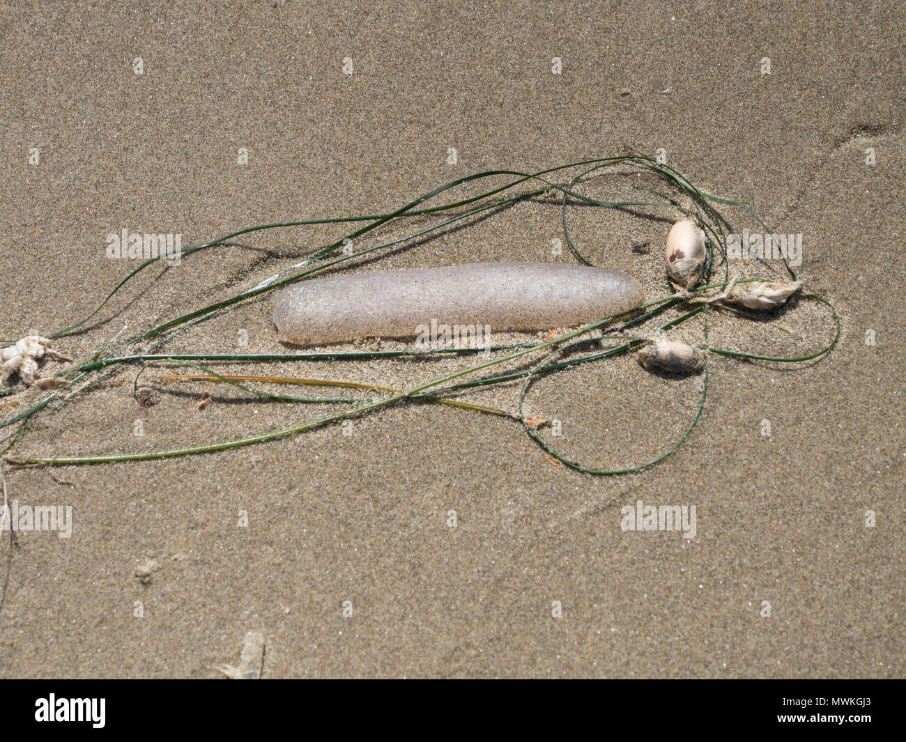 Shells and seaweed washed up on the tide on Crescent Beach Oregon Stock ...