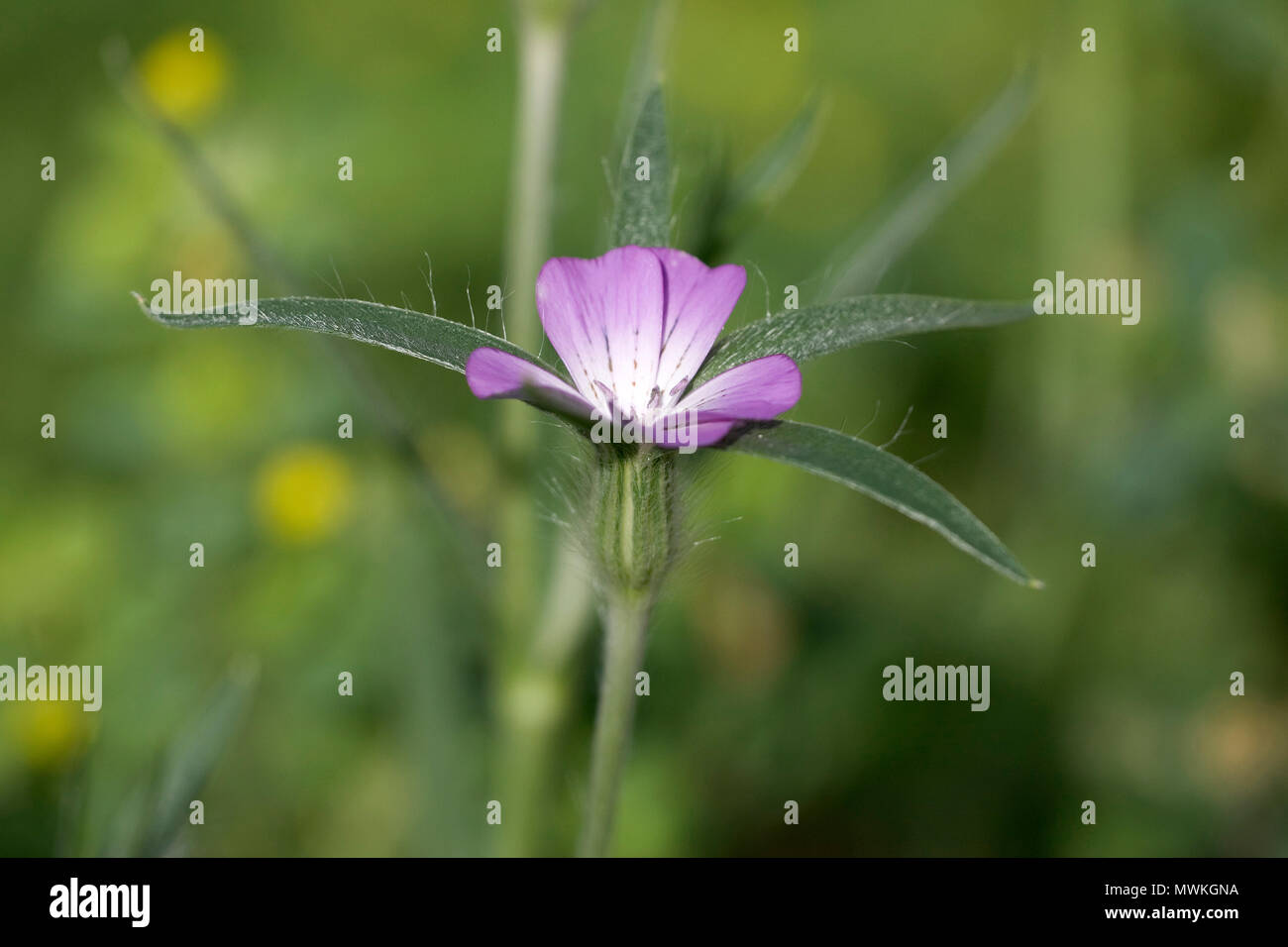 Corn cockle Agrostemma githago in garden wildflower meadow, Ringwood