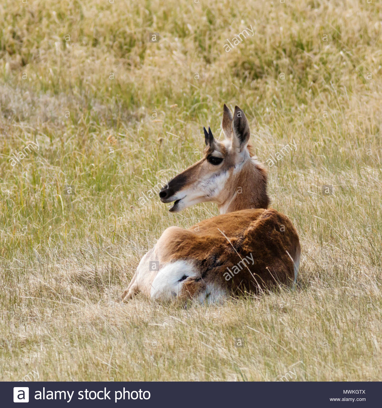 pronghorn-antilocapra-americana-doe-resting-in-grass-arizona-usa-MWKGTX.jpg
