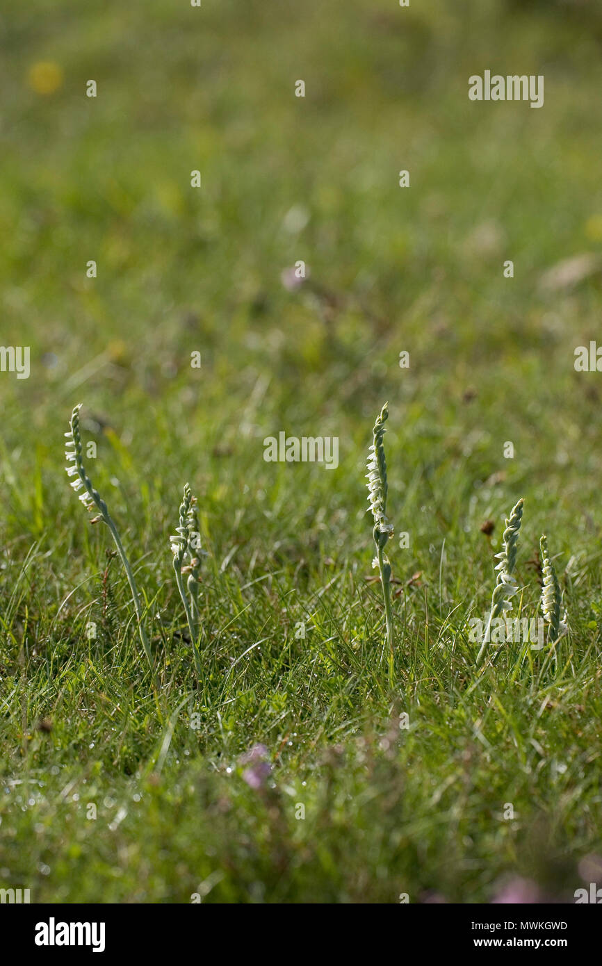 Autumn lady's tresses Spiranthes spiralis growing on grassland, New Forest National Park, Hampshire, England, UK, August 2004 Stock Photo