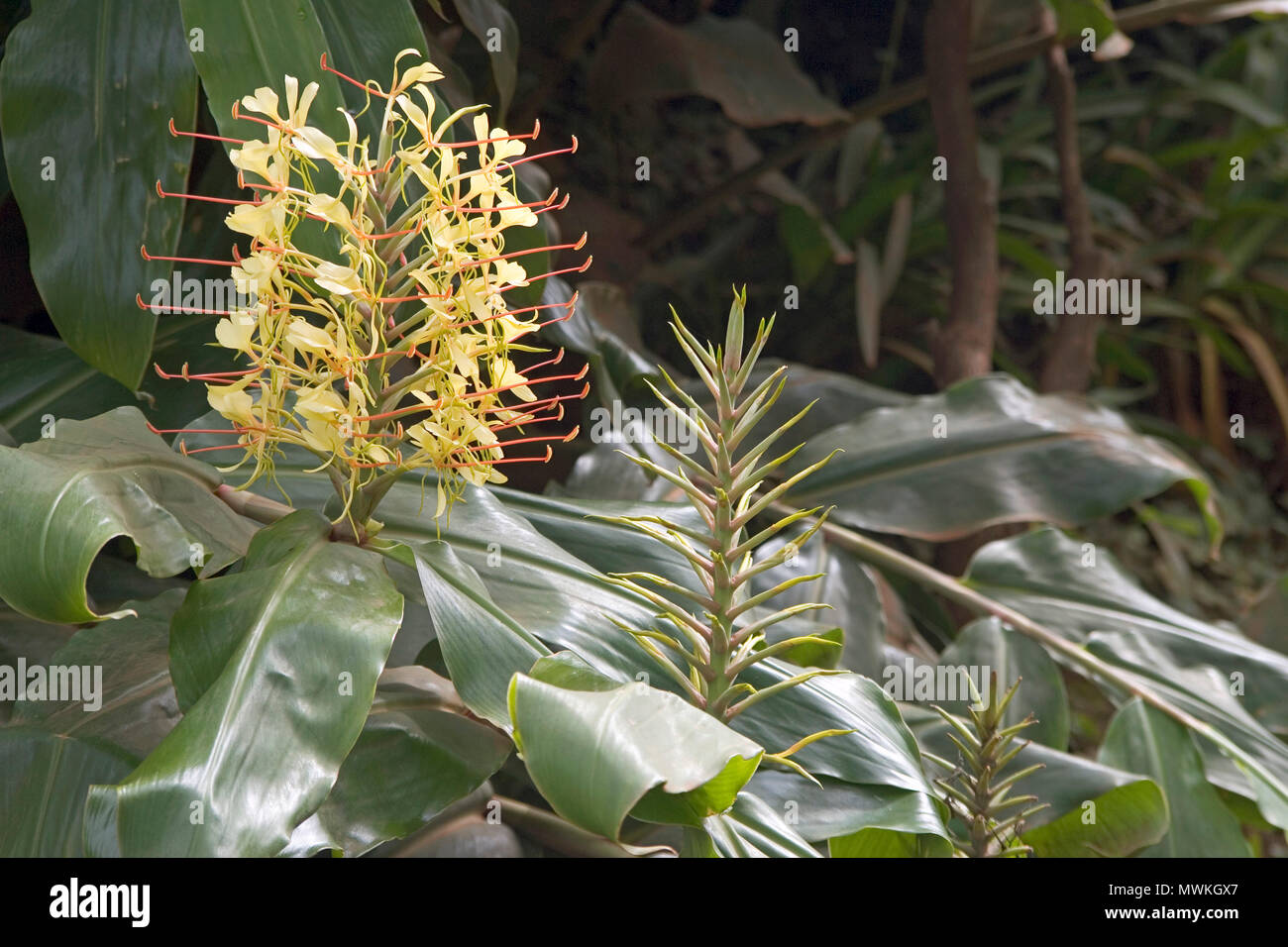 Kahili ginger lily Hedychium gardnerianum, Azores, Portugal, 2004 Stock