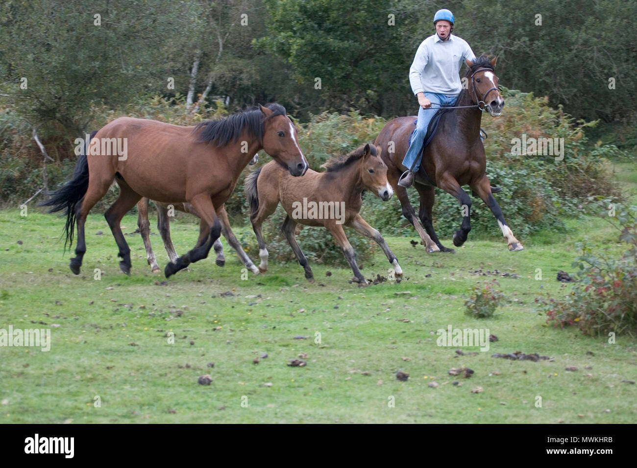 New Forest Pony Equus caballus mare and foal being rounded up during a drift, near Broomy, New Forest National Park, Hampshire, England, UK, September Stock Photo
