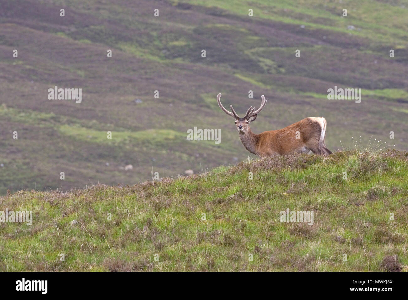 Red deer Cervus elaphus stag in velvet on upland grassland, Strathdearn, Highland Region, Scotland, UK, June 2005 Stock Photo