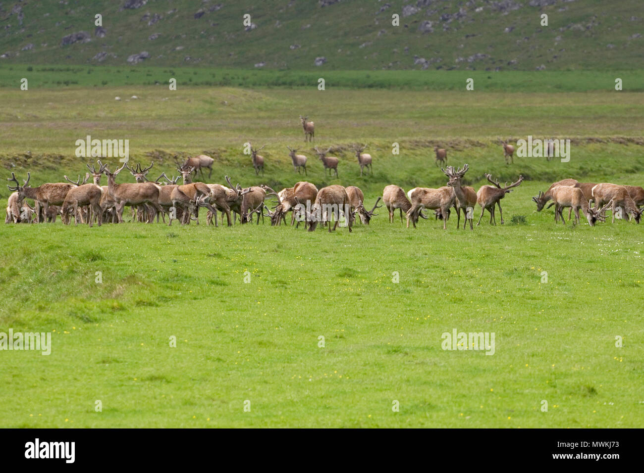 Red deer Cervus elaphus herd of stags in velvet, Strathdearn, Highland Region, Scotland, UK, June 2005 Stock Photo