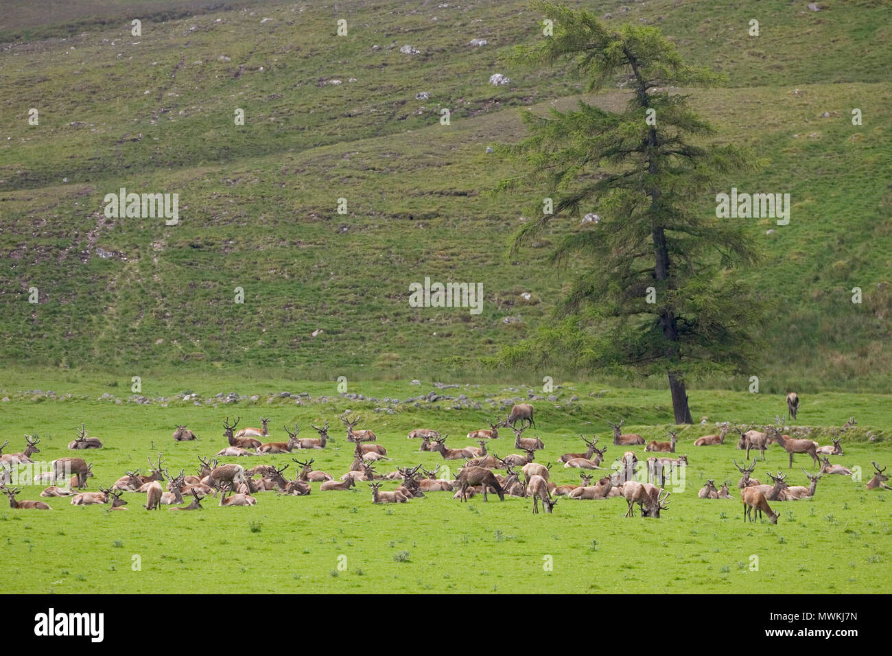 Red deer Cervus elaphus large herd of stags in velvet, Strathdearn, Highland Region, Scotland, UK, June 2005 Stock Photo