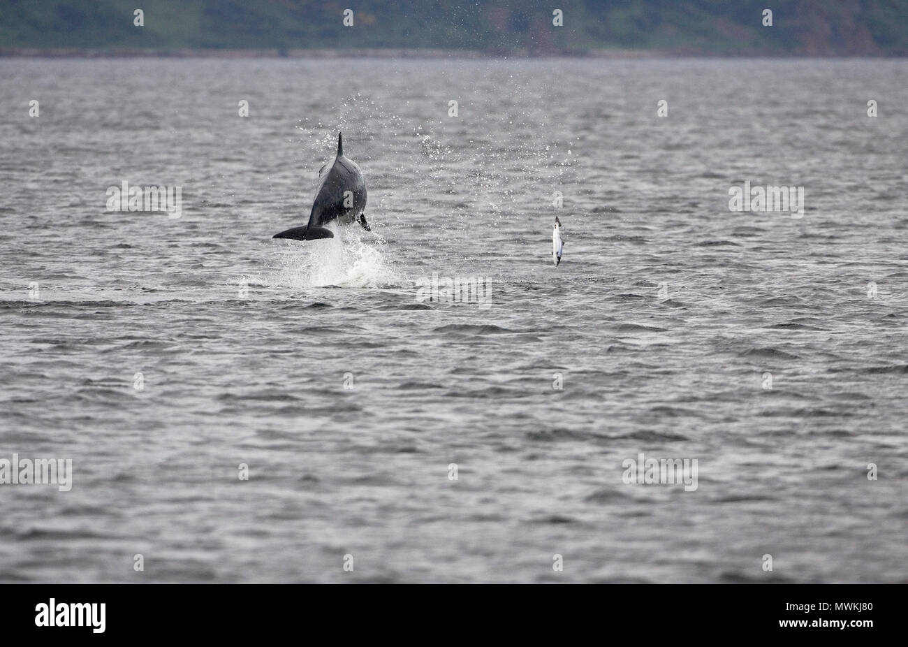 Bottlenose dolphin Tursiops truncatus leaping in the Moray Firth at Chanonry Point, The Black Isle, Ross and Cromarty, Highland Region, Scotland, UK,  Stock Photo