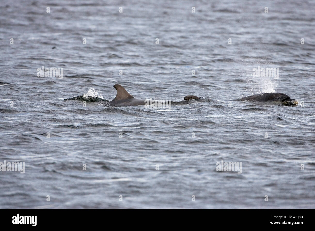Bottlenose dolphin Tursiops truncatus swimming in the Moray Firth at Chanonry Point, The Black Isle, Ross and Cromarty, Highland Region, Scotland, UK, Stock Photo
