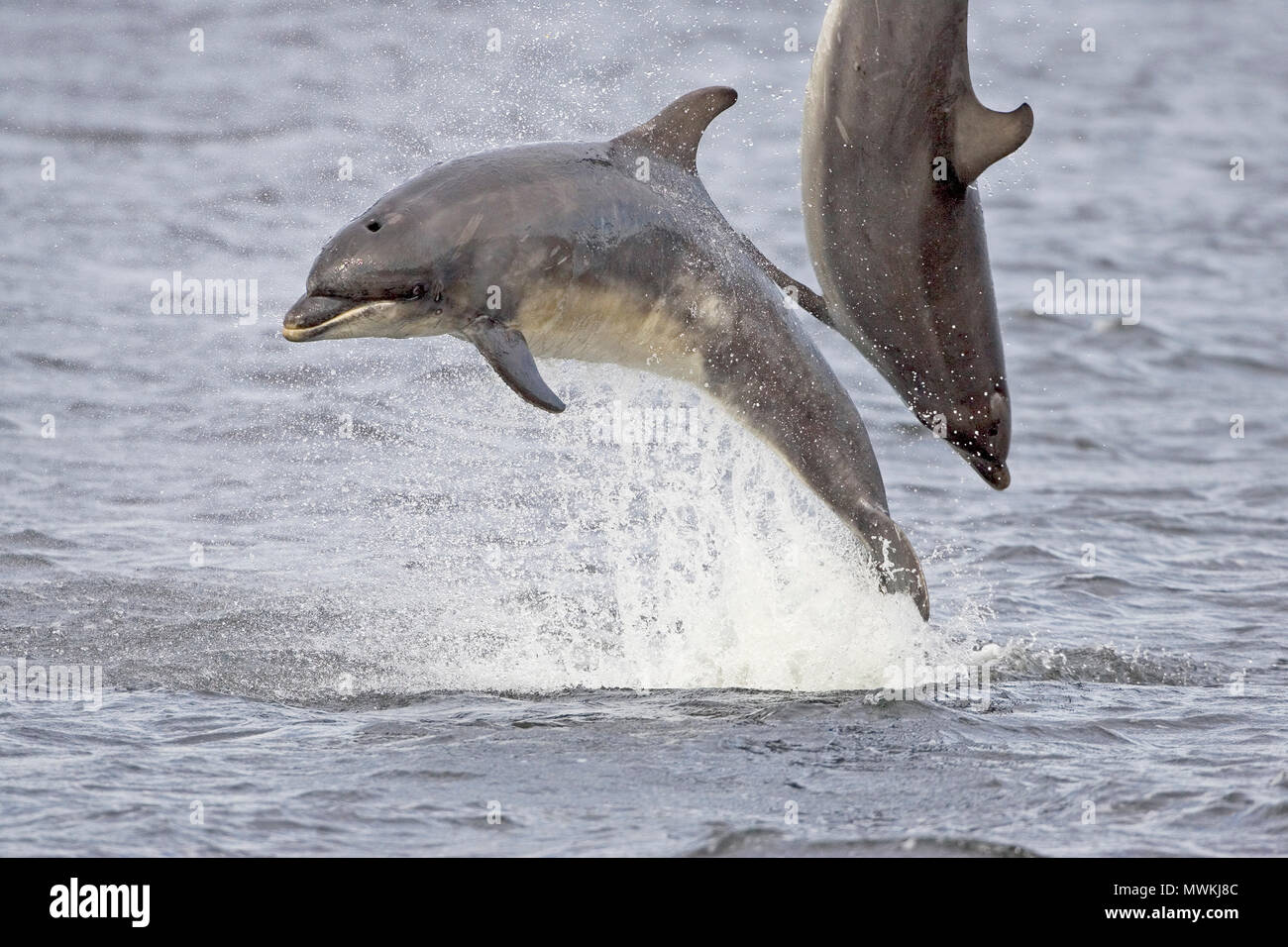 Bottlenose dolphin Tursiops truncatus leaping in the Moray Firth at Chanonry Point, The Black Isle, Ross and Cromarty, Highland Region, Scotland, UK,  Stock Photo