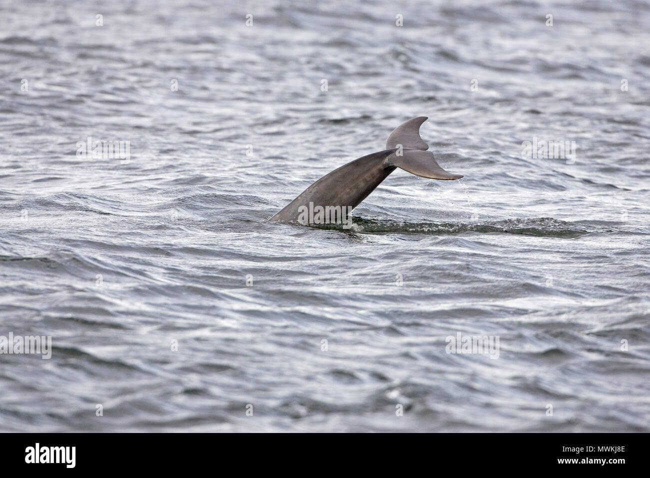 Bottlenose dolphin Tursiops truncatus diving in the Moray Firth at Chanonry Point, The Black Isle, Ross and Cromarty, Highland Region, Scotland, UK, J Stock Photo