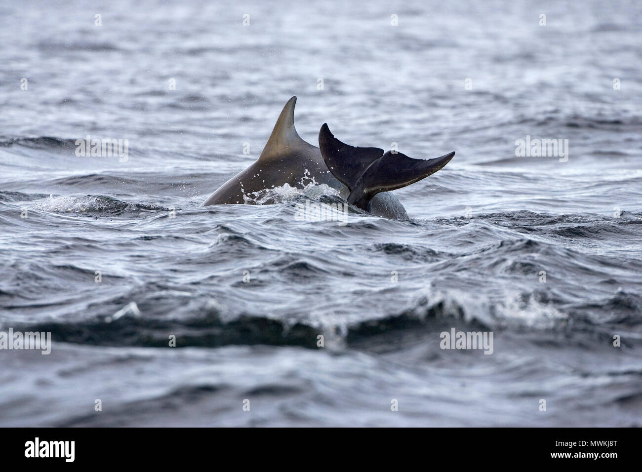 Bottlenose dolphin Tursiops truncatus diving in the Moray Firth at Chanonry Point, The Black Isle, Ross and Cromarty, Highland Region, Scotland, UK, J Stock Photo