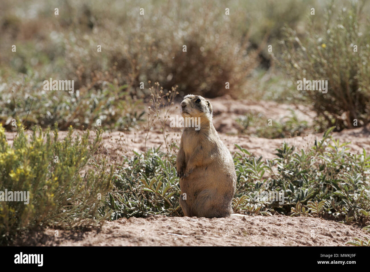Utah prairie dog Cynomys parvidens beside a burrow looking out for danger, Utah, USA, September 2005 Stock Photo